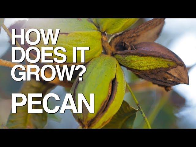 PECAN | How Does it Grow?