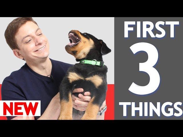 3 MORE Things To Teach Your New Puppy!