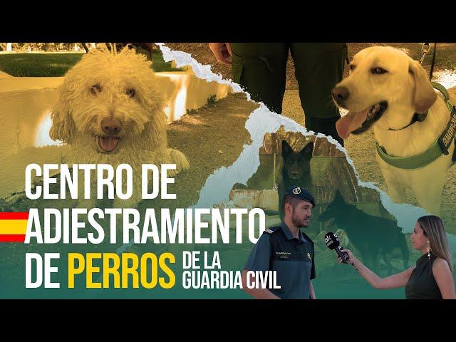 OKDIARIO en el Centro de adiestramiento de perros de la Guardia Civil