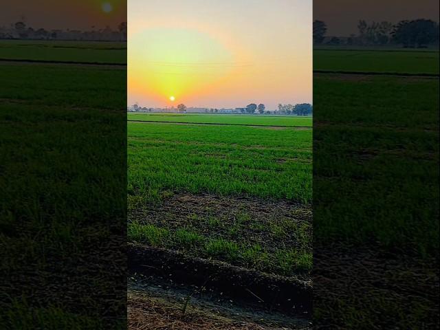 Nature looking #shorts #instareels #motivation #morning #youtubeshorts #viral #trending #ytshorts