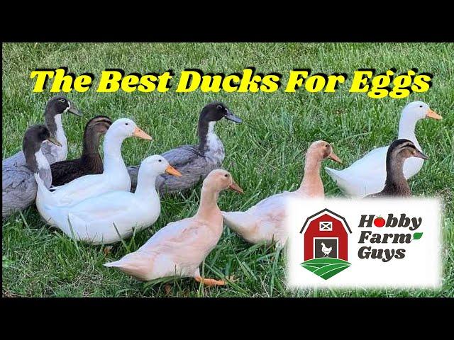 8 Great Egg Laying Duck Breeds!