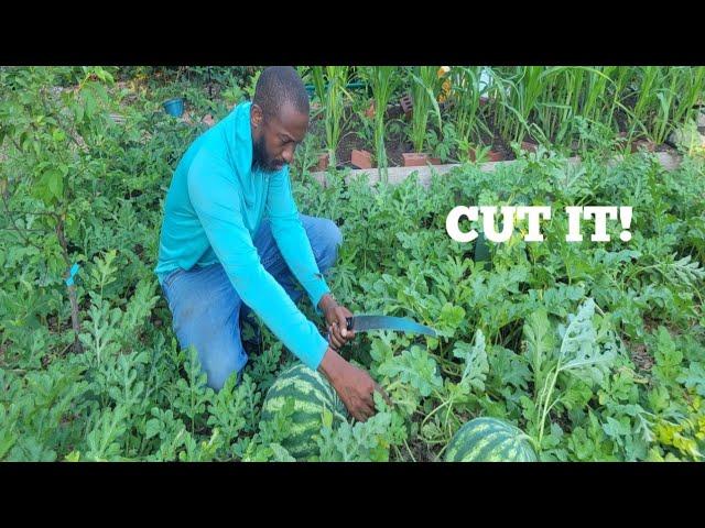 How to Prune Watermelon Plants?