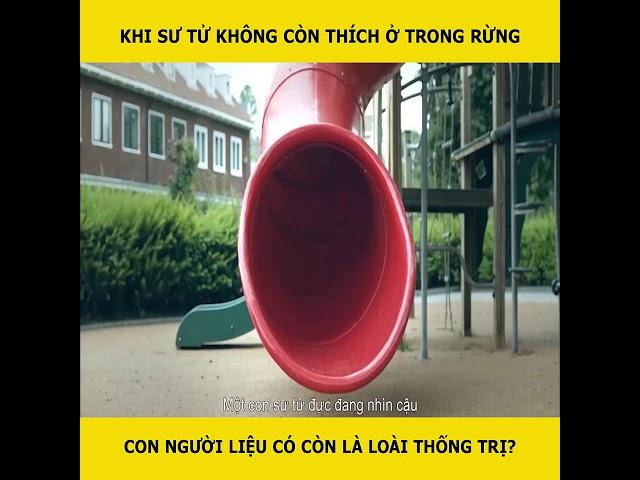 Khi sư tử không còn thích ở trong rừng con người liệu có còn là loài thống trị?