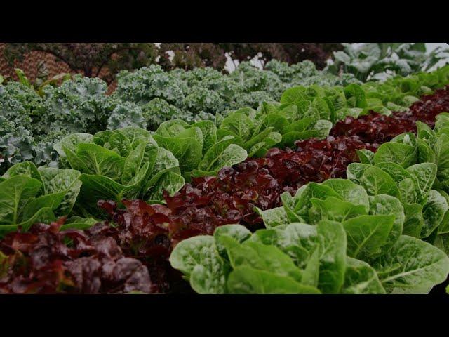 Arctic Farms Hydroponic Vegetable Production