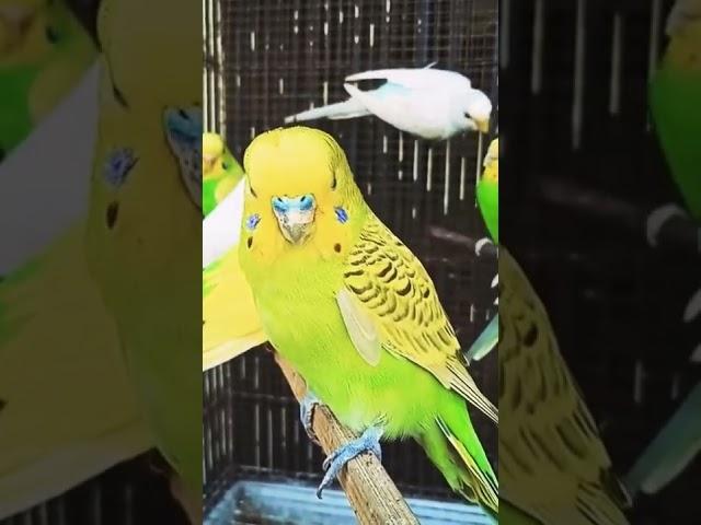 Nah Kalau Ini Burung Apa Cobaaaa???