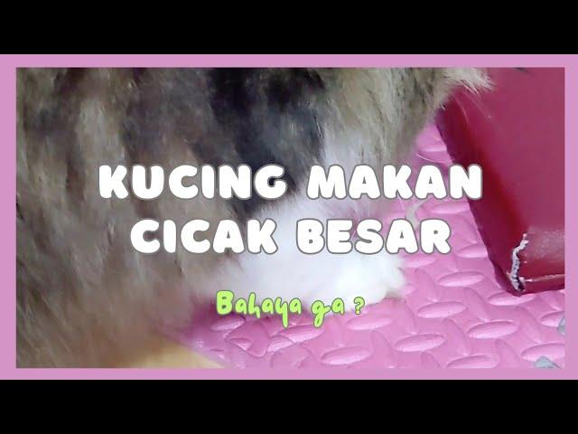 Kucing Makan Cicak Bahaya Tidak