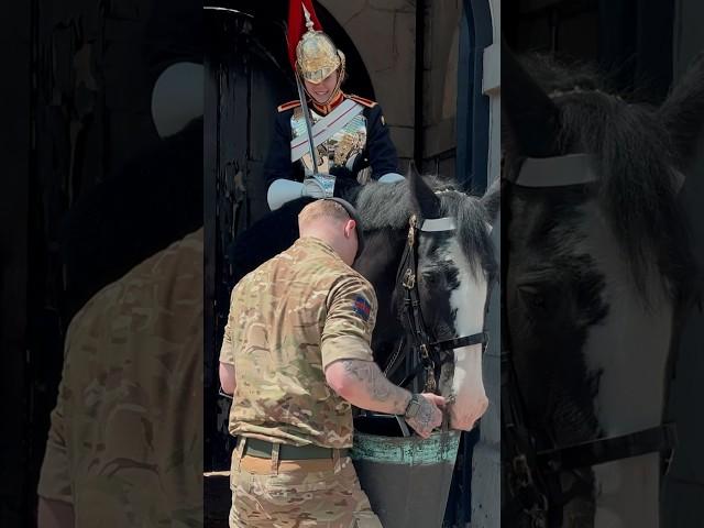 SOLDIER GIVES HORSE WATER | Horse Guards, Royal guard, Kings Guard, Horse, London, 2024