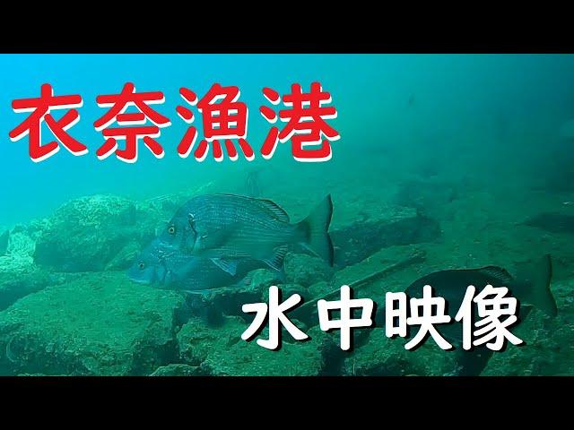 【釣り】多くのチヌや魚、高級魚まで！和歌山で人気　衣奈漁港の水中映像