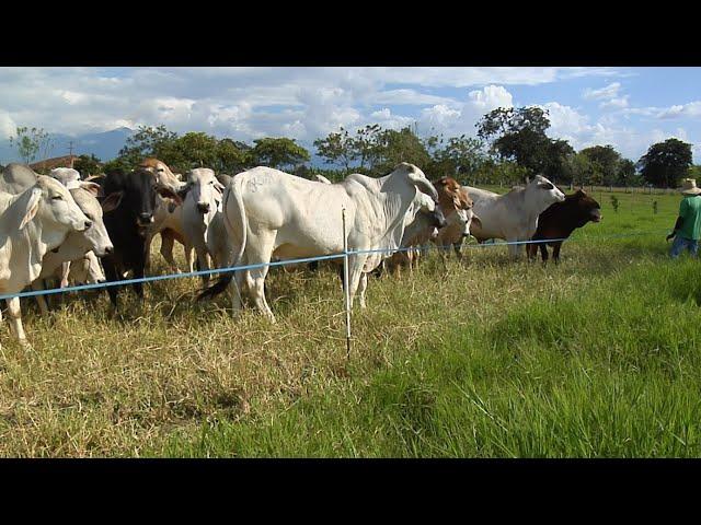 Ganadería de ceba, pastoreo inteligente, Finca La Primavera, Montenegro Quindío