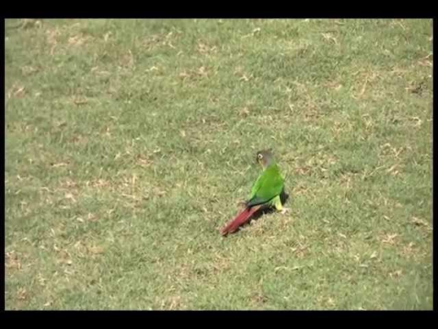 Oscar Wild Green Cheek Conure Free Flight At Georgia Tech