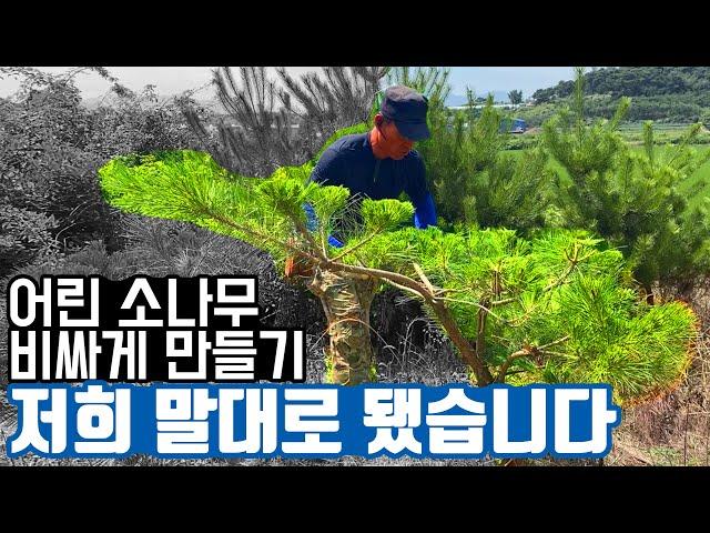 초보자도 할 수 있는 어린 소나무 전지. 반년 뒤 곡전지 결과물 공개! (가브리편) [전원 주택, 마당 조경]