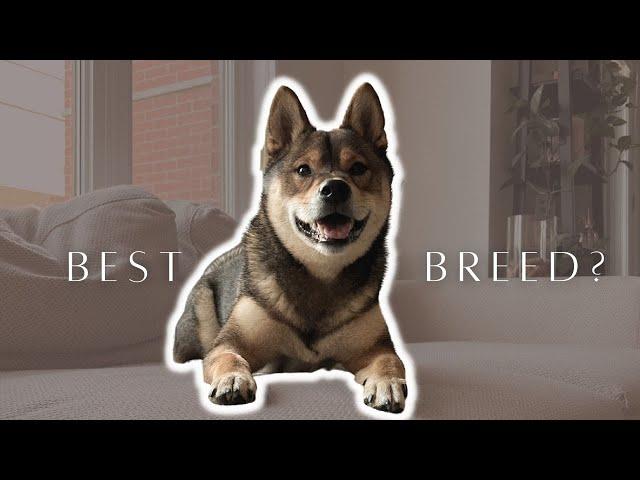 WHY are SHIBA INUs special?  truth from a first-time dog owner