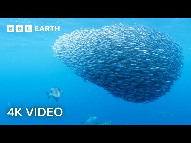 Explore an Oasis of Ocean Life | North Atlantic | 4K UHD | BBC Earth