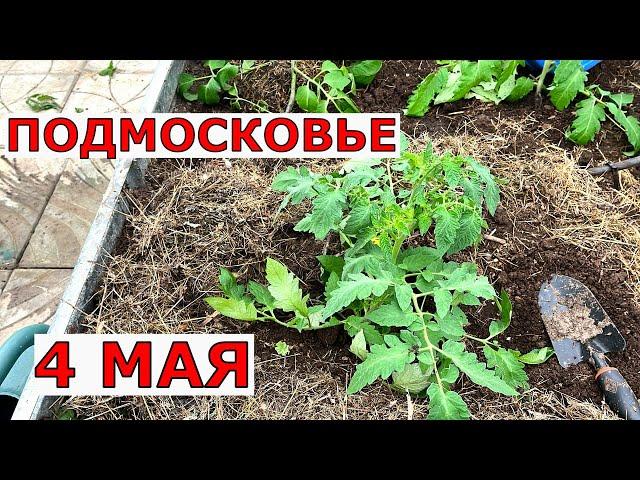 Каким СПОСОБОМ мы сажаем помидоры в НЕОТАПЛИВАЕМУЮ теплицу в начале мая