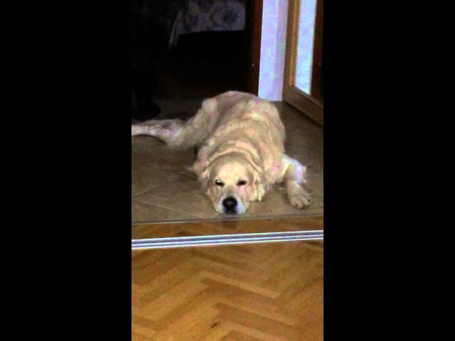 Kal El the Golden Retriever Singing when phone rings :)