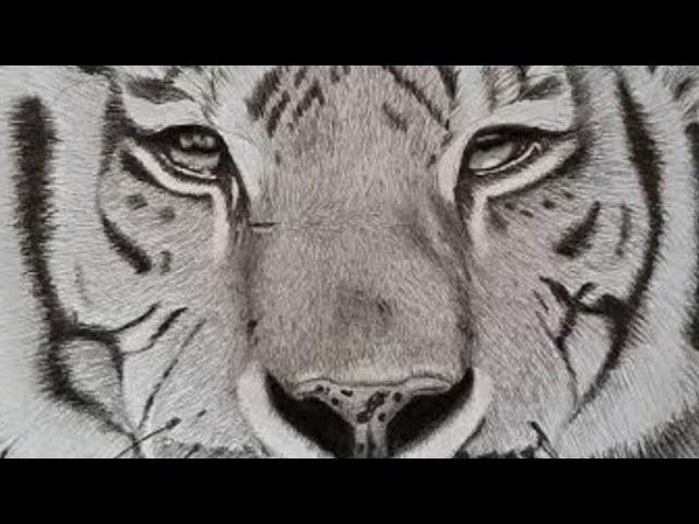 OMG SEE THE AGILITY AND SWIFTNESS OF THE TIGER#animal#viralvideo#world#youtube.