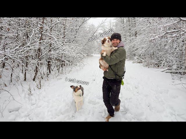 My Dogs Go CRAZY in the Snow Cutest Reaction