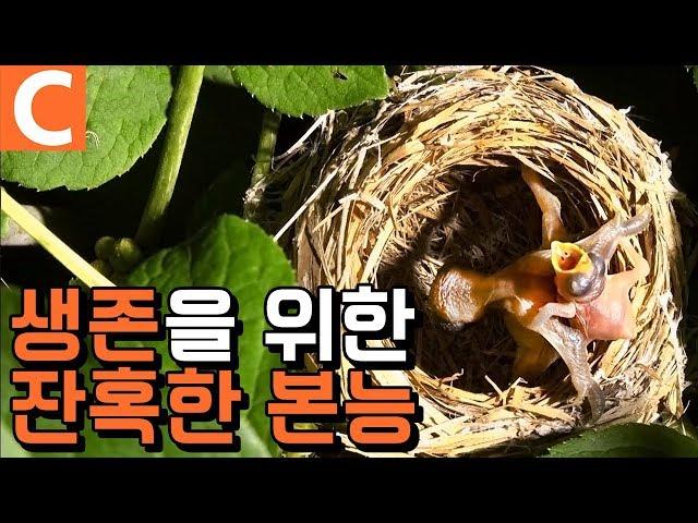 생존을 위한 새끼 뻐꾸기의 잔혹한 본능