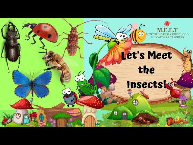 Let's Learn About Insects! Insect 4 kids Kindergarten educational videos insects and creepy crawlies