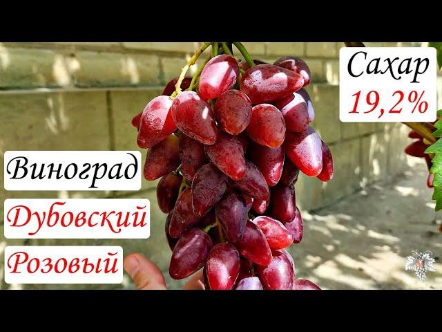 Виноград Дубовский Розовый – САХАР 19.2 %!!! В гостях у Владимира Дорошенко