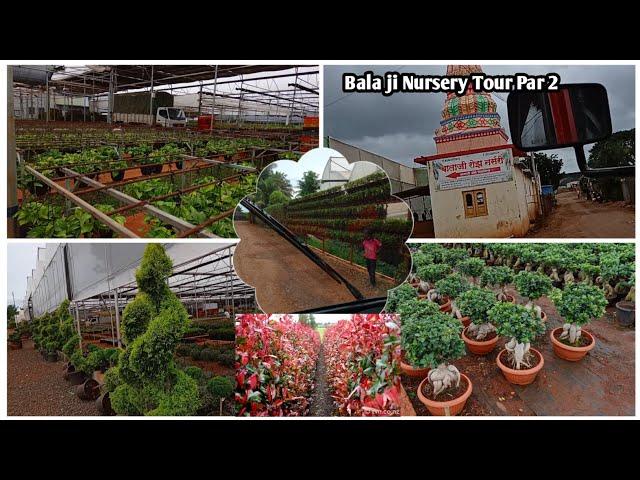 Balaji Nursery Tour Pune Part 2 || what's New In Balaji Nursery || NV Garden