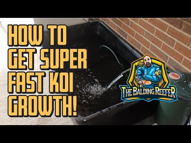 How to get super fast koi growth!