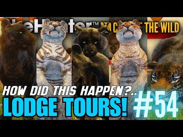 Diamond & Rare Tigers Aren't Rare?.. Sundarpatan Trophy Lodge Tours! | Call of the Wild