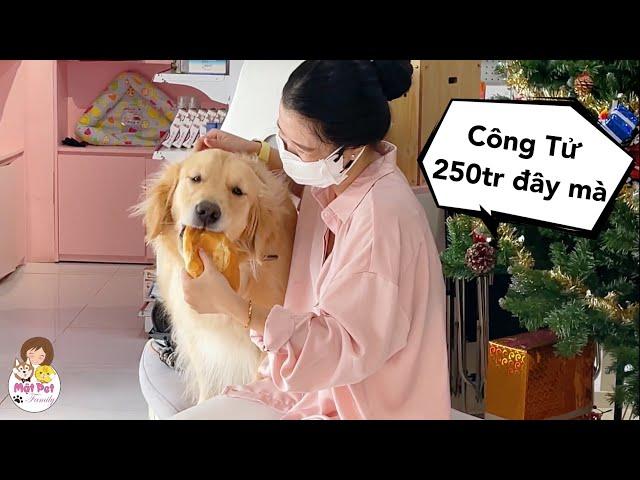 Đưa Con Đi Tắm Vẫn Mang 2 Cái Bánh Mì Cho Con Ăn Sáng - Mật Pet Family