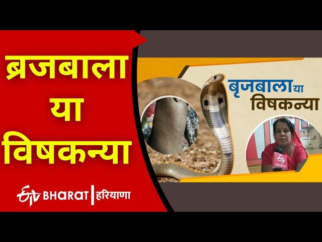 Poison Girl: ब्रजबाला या विषकन्या | Ultra Tech Cement | Snake | ETV Bharat Haryana |