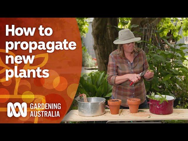 How to propagate new plants for the next growing season | Gardening 101 | Gardening Australia