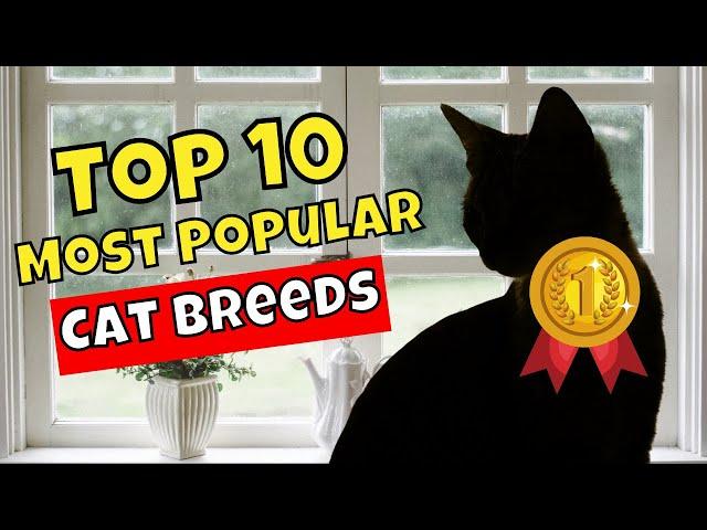 Top 10 Most Popular Cat Breeds in the World