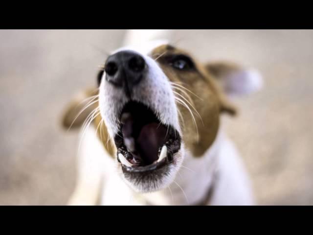 Dog Barking - Ringtone Mp3