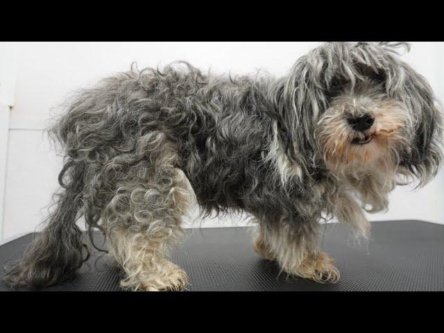 MATTED to the SKIN! Sweet 16 year old dog gets a fresh start