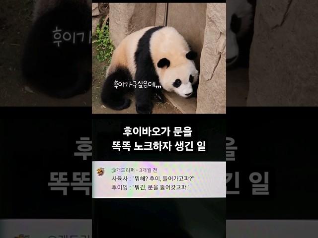 후이바오가 문을 똑똑 노크를 하자 생긴일 것 #SHORTS