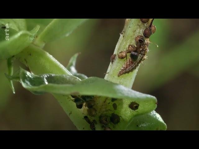 Naturwunder Gemüsegarten - Die große Welt der kleinen Tiere | arte Doku