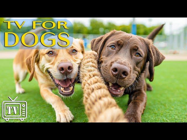 Dog TV: Anti-Anxiety Videos for Dogs & Fun Entertainment with Calming Music for Dogs - Dog Music