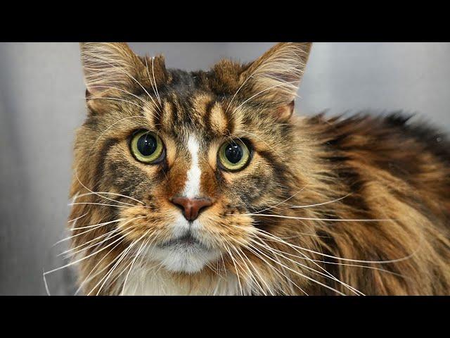 Today I Wrestled A 30 Pound Maine Coon Cat