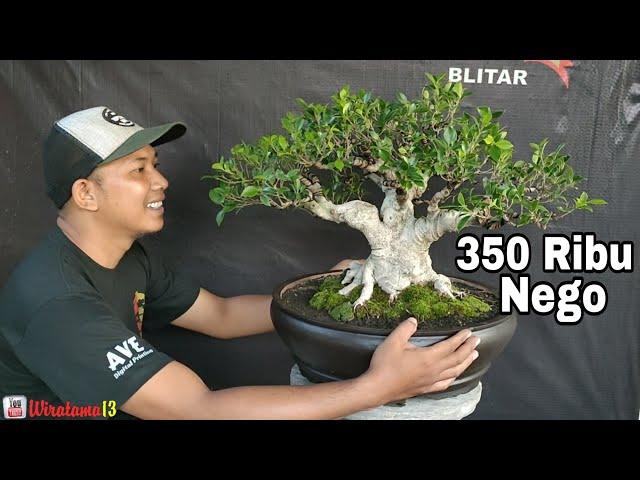 350 RIBU‼️CEK HARGA BONSAI DIRUMAH MAS REZA KEMPAS KEMPIS