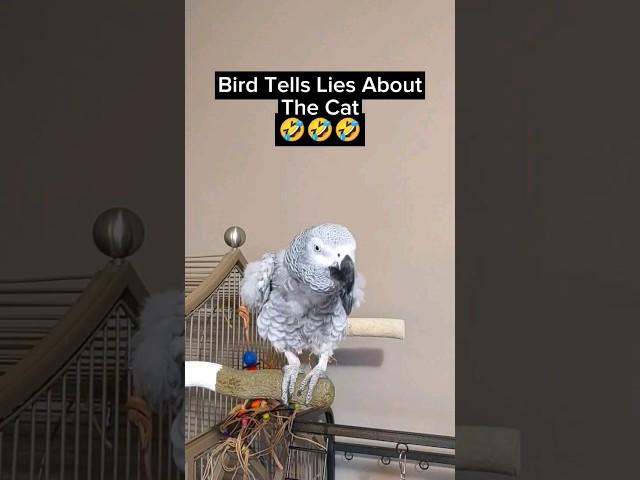 Bird Lies  #bird #animals #pets #funny #funnyanimals #fyp #youtubeshorts #cute #talkingbird #lol