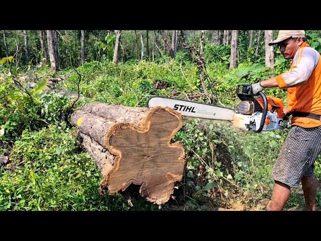 The most powerfull chainsaw in the world STIHL MS 881 - cut dry teak trees