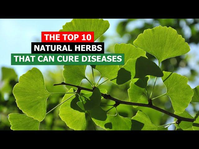 Nature's Medicine Cabinet: The Top 10 Herbs That Can Cure Your Illnesses