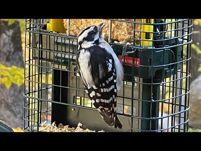 SQUIRREL BUSTER SUET REVIEW SquirrelBuster Suet 1106-V01 BROME BIRD CARE REVIEW SQUIRREL BUSTER PLUS