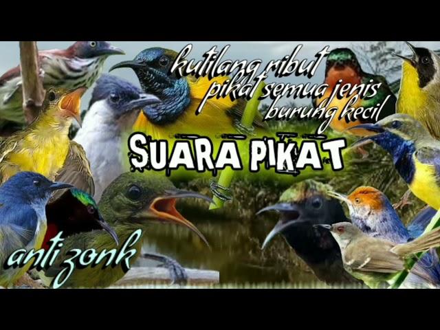 suara pikat burung kecil paling ampuh terbaru dan terbaik || pikat burung kecil paling jos gandos