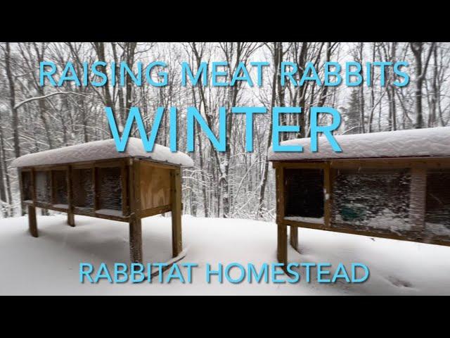 Raising Meat Rabbits Daily Routine in the Winter! | Silverfox Meat Rabbits