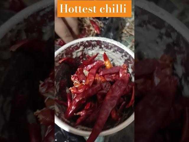 To much hot #thecookjoshi #food #chilli