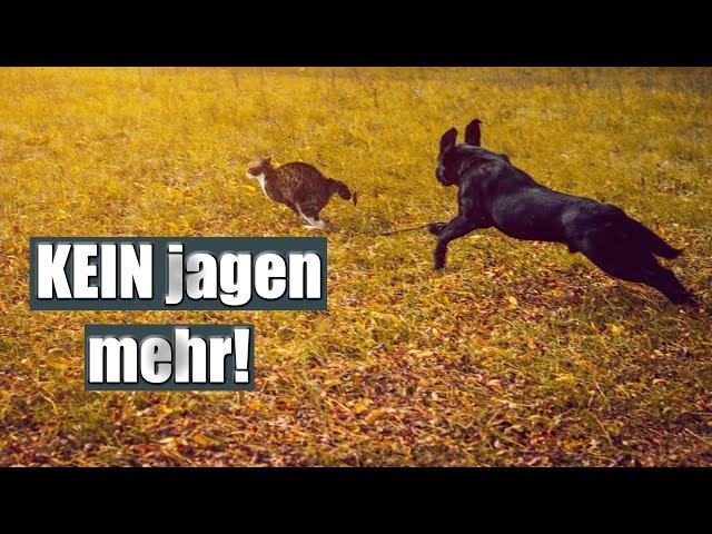 Impulskontrolle! So bekommst du einen RUHIGEN Hund.