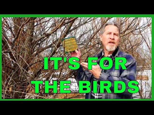 How to Make Suet (to Attract Birds)