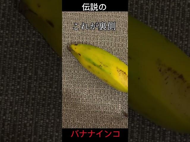 バナナインコ #バナナ　#インコ　#ありがとうございます