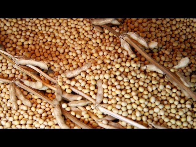 Soybean Seeds. Stock Footage