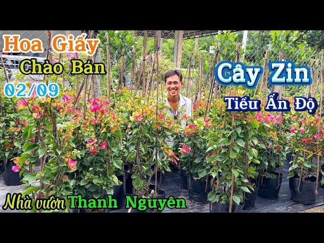 Hoa giấy Tiểu Ấn Độ cây Zin siêu hoa rực rỡ giao lưu ngày 02/09 nhà vườn Thanh Nguyên ️0765.998.660